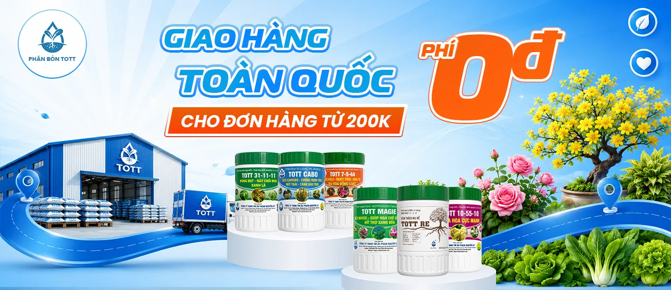 phân-bón-hoa-mai-tott