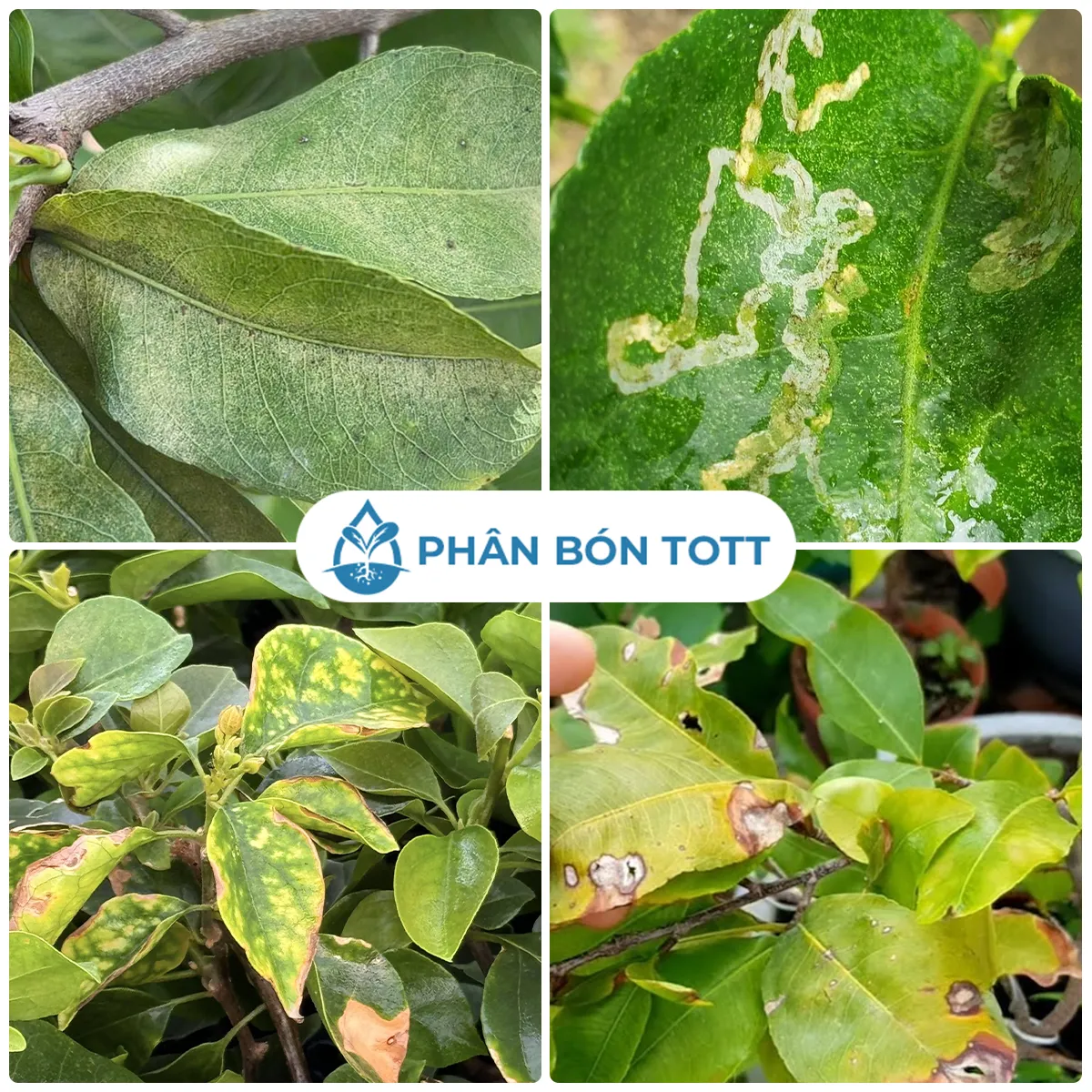 danh mục Thuốc trừ sâu